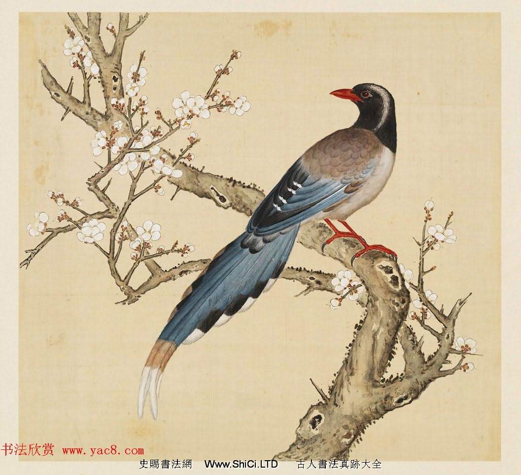 漢文滿文字畫欣賞《清人鳥譜冊》