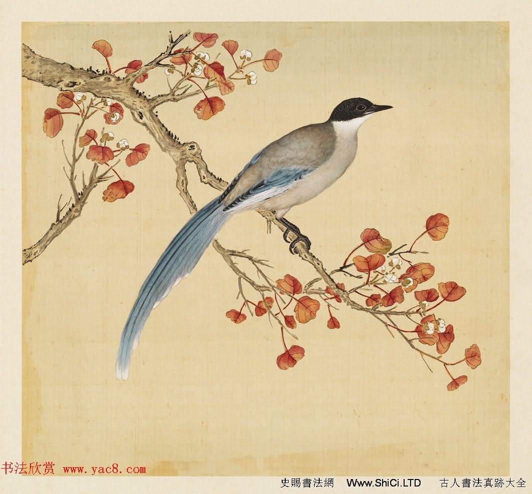 漢文滿文字畫欣賞《清人鳥譜冊》