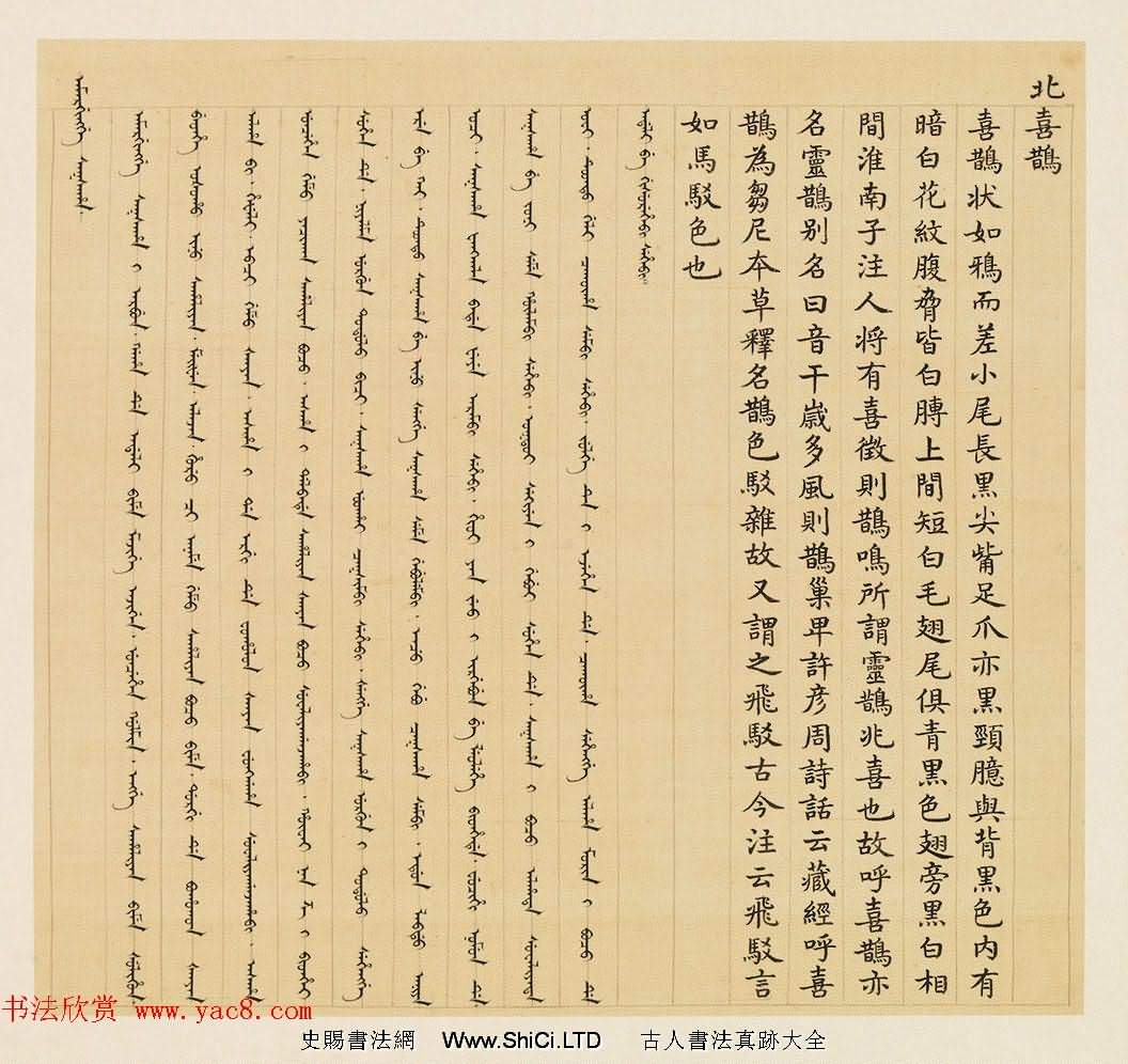 漢文滿文字畫欣賞《清人鳥譜冊》