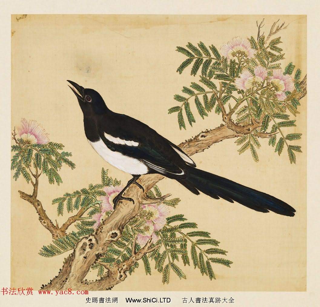 漢文滿文字畫欣賞《清人鳥譜冊》